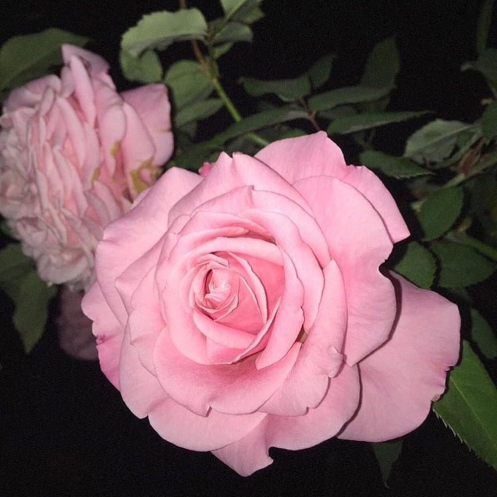 Meet your Posher, Itzel